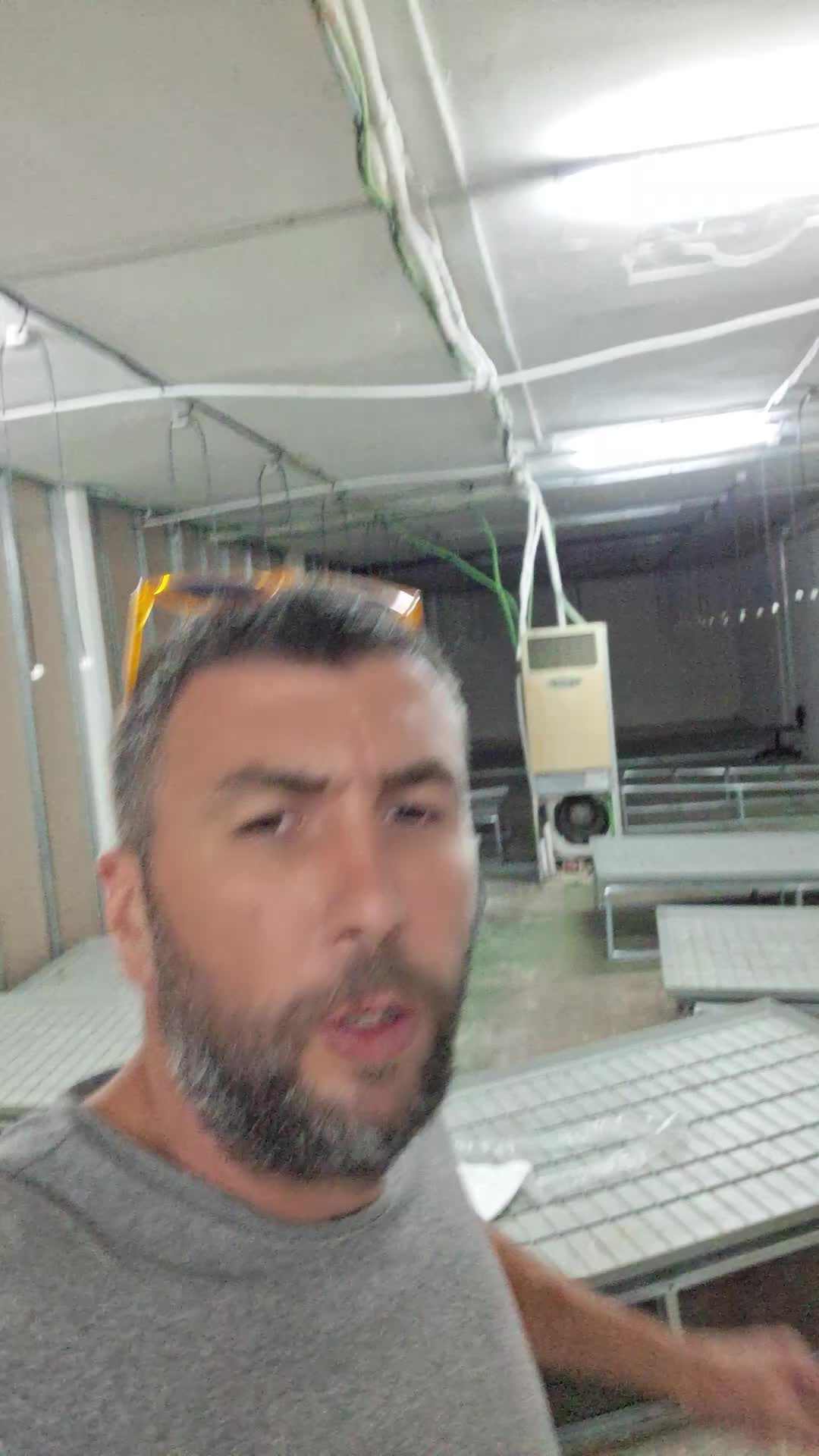 TikTok · Plantación 4